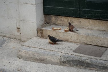 Malta 'nın başkenti Valletta' nın tarihi merkezinde bir evin verandasındaki güvercinler..
