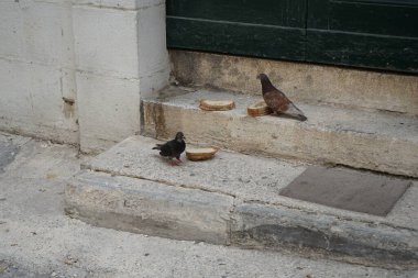 Malta 'nın başkenti Valletta' nın tarihi merkezinde bir evin verandasındaki güvercinler..