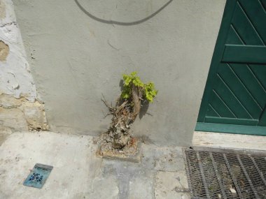 Tırmanma tesisi Malta 'nın tarihi merkezi Valletta' da bir evin önüne dikildi..