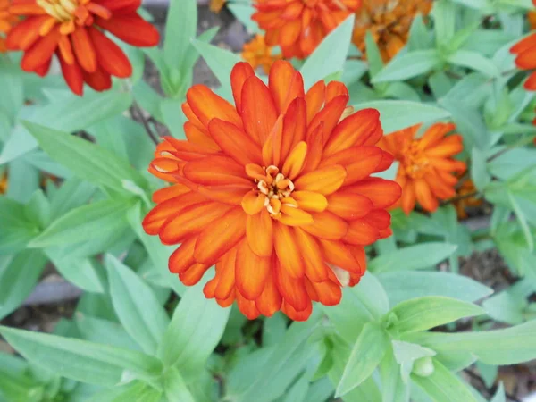 Zinnias Orange Dans Lit Fleurs Floriana Malte — Photo