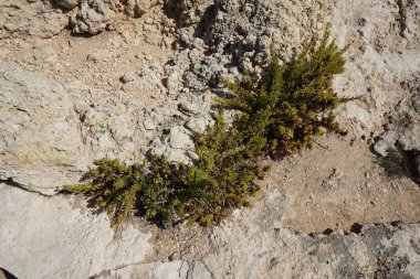 Kayalıklardaki kuraklığa dayanıklı eşsiz bitki örtüsü. Triq Tal-Prajjet, Il-Mellieha, Malta.   