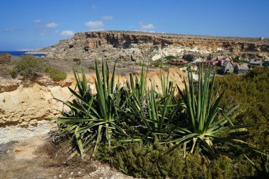 Kayalık Akdeniz kıyısındaki kuraklığa dayanıklı eşsiz bitki örtüsü. Triq Tal-Prajjet, Il-Mellieha, Malta.  