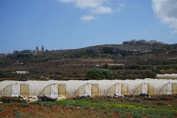 Cultivo Cultivos Malta Triq Tal Prajjet Mellieha Malta —  Fotos de Stock