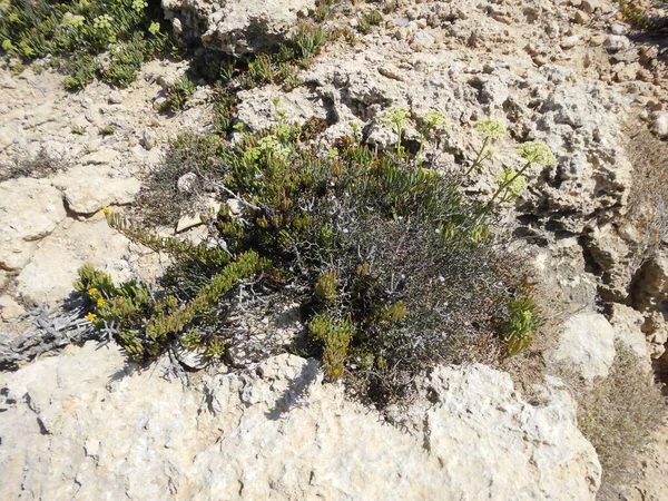 Vegetación Única Resistente Sequía Las Rocas Triq Tal Prajjet Mellieha —  Fotos de Stock