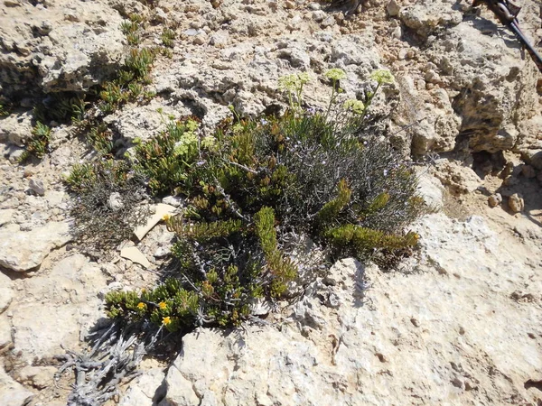 Vegetación Única Resistente Sequía Las Rocas Triq Tal Prajjet Mellieha —  Fotos de Stock