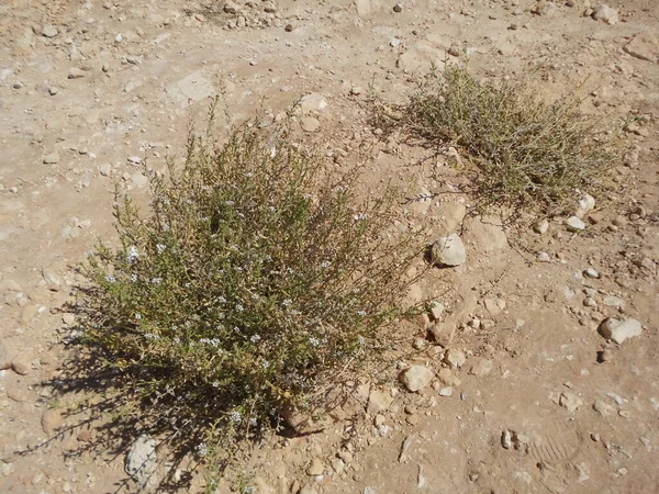 Vegetación Única Resistente Sequía Las Rocas Triq Tal Prajjet Mellieha —  Fotos de Stock