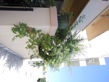 Mosta, Malta 'daki muhteşem mimari ve eşsiz bitki örtüsü 