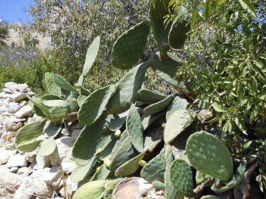 Malta 'da yenilebilir meyveleri olan güzel bir kaktüs. Mosta, Malta 