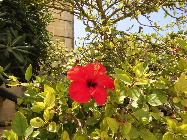 Prächtiger Roter Hypiskus Garten Mosta Malta — Stockfoto