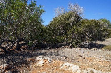 L-Ahrax, Mellieha, Malta 'daki kayalık topraklarda egzotik bitki örtüsü