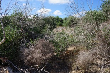 L-Ahrax, Mellieha, Malta 'daki kayalık topraklarda egzotik bitki örtüsü