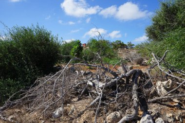 L-Ahrax, Mellieha, Malta 'daki kayalık topraklarda egzotik bitki örtüsü
