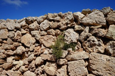 L-Ahrax, Mellieha, Malta 'daki kayalık topraklarda kuraklığa dayanıklı bitki örtüsü