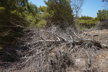 L-Ahrax, Mellieha, Malta 'daki kayalık topraklarda egzotik bitki örtüsü