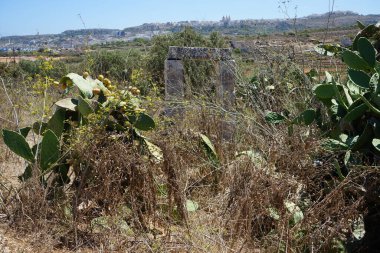 Malta, Mellieha 'da binalar ve eşsiz bitki örtüsü.