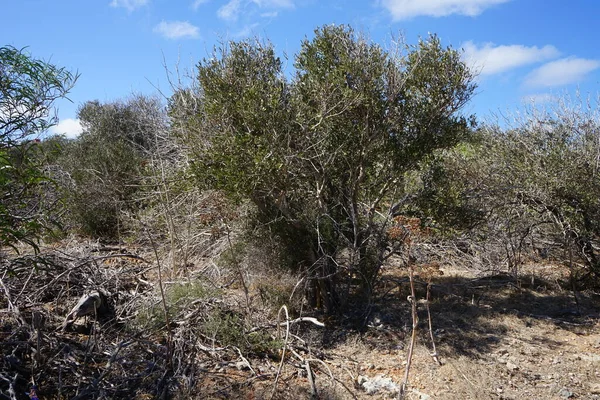 Exotische Vegetation Auf Felsigem Boden Ahrax Mellieha Malta — Stockfoto