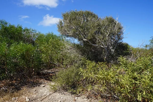 Εξωτική Βλάστηση Βραχώδες Έδαφος Στο Ahrax Mellieha Μάλτα — Φωτογραφία Αρχείου