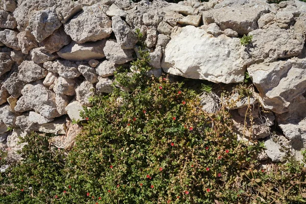 Ahrax Malta 가뭄에 내성을 — 스톡 사진