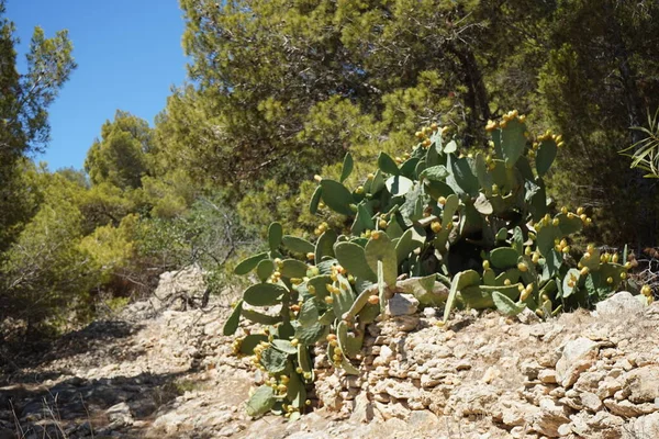 Cactus Sauvages Opuntia Avec Fruits Comestibles Mellieha Malte — Photo