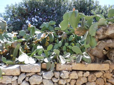 Yenilebilir meyveli yabani kaktüs. Mellieha, Malta