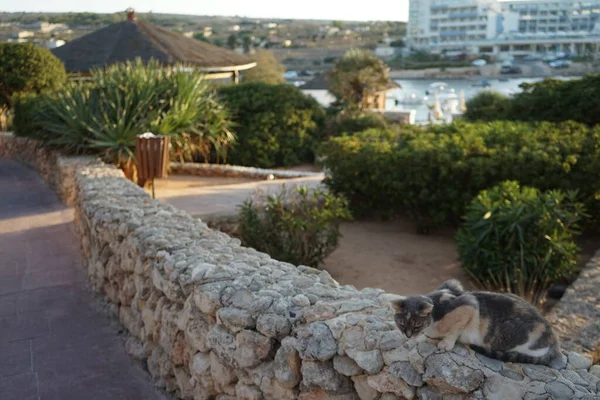 Кошка Каменном Заборе Парке Отдыха Марфа Меллиеха Мальта — стоковое фото