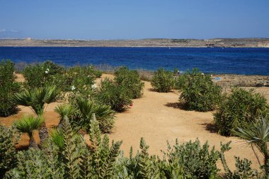 Akdeniz kıyılarında güzel bir bitki örtüsü. Marfa, Mellieha, Malta 