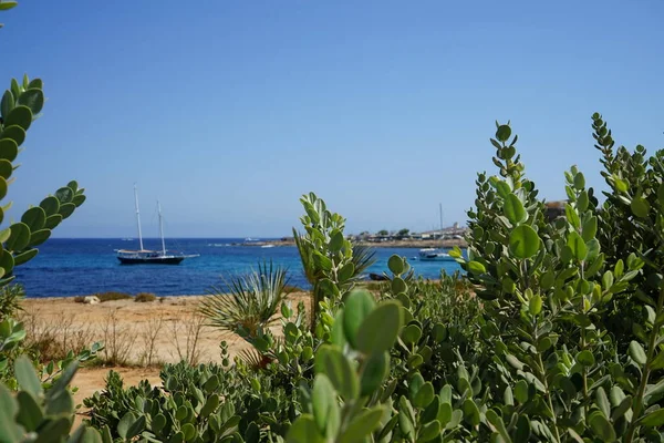 Красивая Растительность Берегу Средиземного Моря Марфа Меллиеха Мальта — стоковое фото