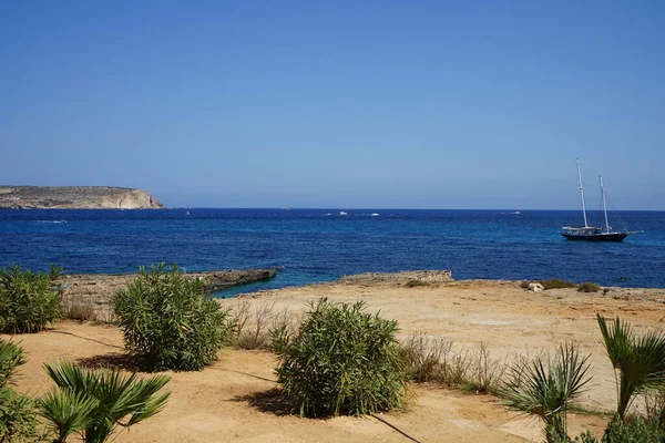 Όμορφη Βλάστηση Στις Ακτές Της Μεσογείου Marfa Mellieha Μάλτα — Φωτογραφία Αρχείου