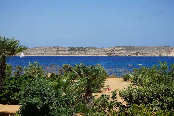 地中海沿岸美丽的植被 马耳他Mellieha Marfa — 图库照片