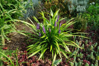 Liriope muscari 'Moneymaker', ağustostan ekime kadar panikte mavi-mor çiçekler üreten her daim yeşil renkli bir daimi çiçektir. Berlin, Almanya