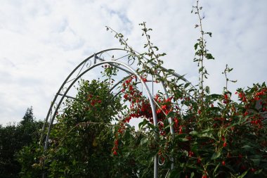 Bahçedeki pergolla tarafından olgun böğürtlenli lisiyum barbarlığı. Berlin, Almanya 