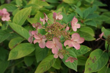 Hydrangea paniculata 