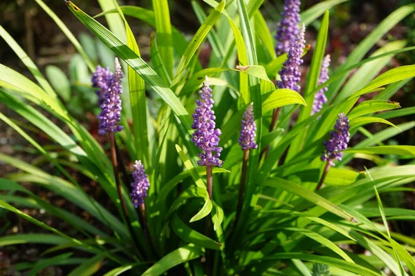 Liriope muscari 'Moneymaker', ağustostan ekime kadar panikte mavi-mor çiçekler üreten her daim yeşil renkli bir daimi çiçektir. Berlin, Almanya