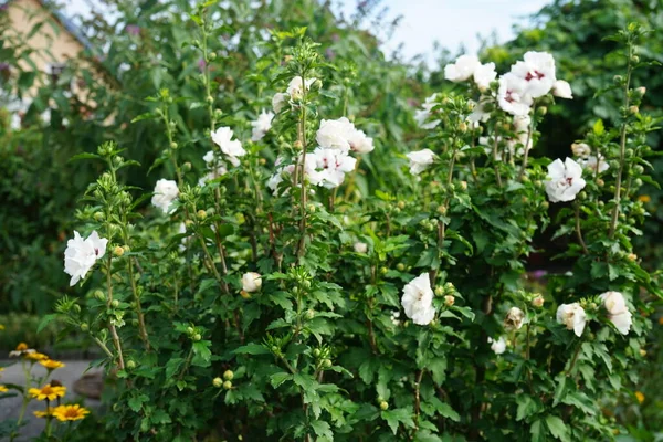 Hibiscus China Chffon Halvdubbel Vit Blomma Med Röda Nerver Mitten — Stockfoto