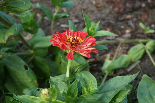 Zinnia Elegans Bekannt Als Jugend Und Alterszinnie Oder Elegante Zinnie — Stockfoto