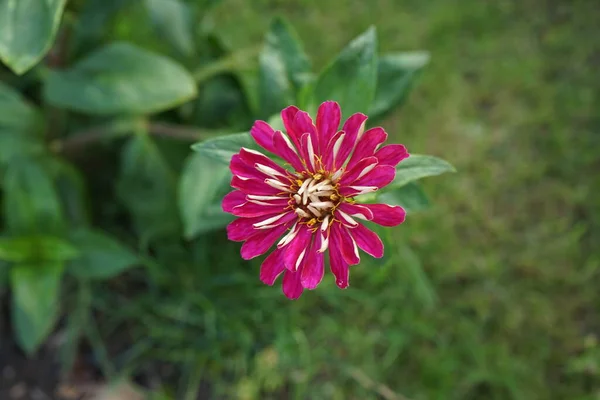 Zinnia Elegans Γνωστή Νεότητα Και Ηλικία Κοινή Ζίννια Κομψή Ζίννια — Φωτογραφία Αρχείου