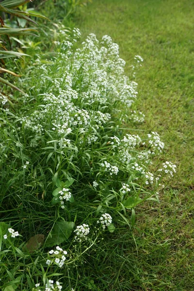 Lobularia Maritima Syn Alyssum Maritimum Una Specie Pianta Fiore Bassa — Foto Stock