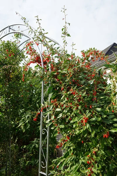 熟した果実を持つリュウゼツランは庭のペルゴラによって成長します ドイツ ベルリン — ストック写真