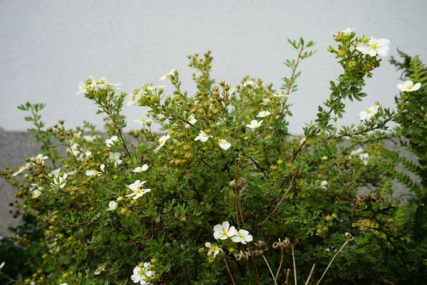 Potenzialità Bianca Abbotswood Giardino Berlino Germania — Foto Stock