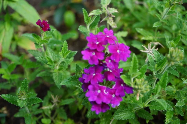 Verbena is a bright annual flower that gives us its beauty all summer. Berlin, Germany