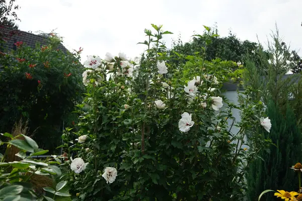 히비스커스 China Chffon 중간에 정맥이 반중흰 꽃이다 베를린 — 스톡 사진