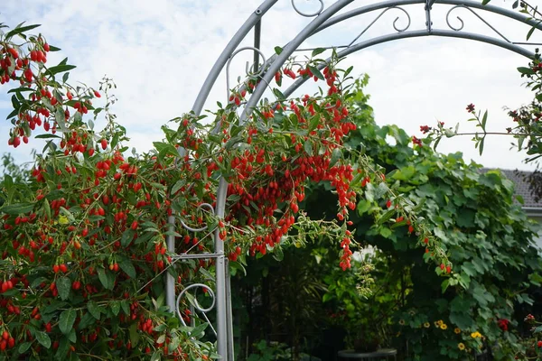 Lycium Barbarum Con Bayas Maduras Crece Junto Pérgolla Jardín Berlín — Foto de Stock