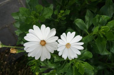 Osteospermum, Asteraceae familyasının küçük kabilelerinden biri olan Calenduleae 'ye ait bir bitki cinsidir. Papatya çalısı ya da Afrika papatyası olarak bilinirler. Berlin, Almanya
