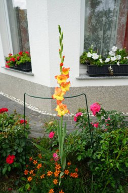 Bahçedeki büyük çiçekli gladyatör Prenses Margaret Rose. Berlin, Almanya