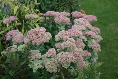 Hylotelephium Spectabile, Syn. Sedum spectabile, Crassulaceae familyasından bir bitki türü. Berlin, Almanya 
