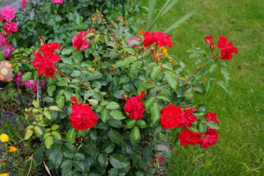 'Rotilia' yatağı, bakanın tüm duyularını cezbeder. Bolluk yığınının bireysel kase şeklindeki çiçekleri gevşek bir şekilde doldurulur ve beş santimetre çapa sahiptir. Berlin, Almanya