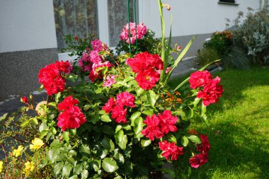 'Rotilia' yatağı, bakanın tüm duyularını cezbeder. Bolluk yığınının bireysel kase şeklindeki çiçekleri gevşek bir şekilde doldurulur ve beş santimetre çapa sahiptir. Berlin, Almanya