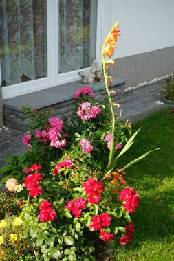 Evin yakınındaki çiçek tarhında. Berlin, Almanya