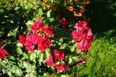 'Rotilia' yatağı, bakanın tüm duyularını cezbeder. Bolluk yığınının bireysel kase şeklindeki çiçekleri gevşek bir şekilde doldurulur ve beş santimetre çapa sahiptir. Berlin, Almanya