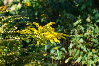 Solidago kanadensis, Asteraceae familyasından uzun ömürlü bir bitki türü. Berlin, Almanya